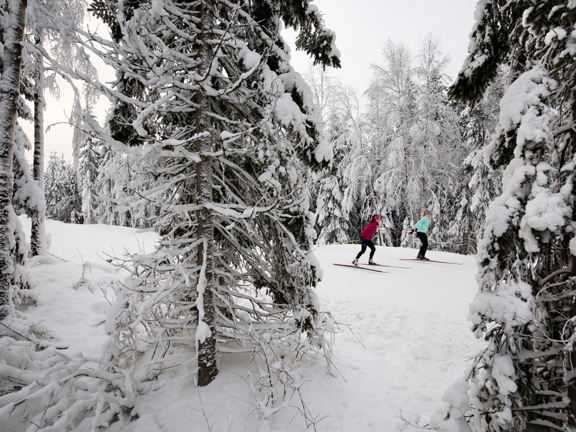Langlaufen durch verschneiten Winterwald